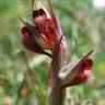 Fotografia 9 da espécie Serapias parviflora do Jardim Botânico UTAD