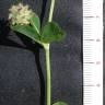 Fotografia 9 da espécie Trifolium tomentosum do Jardim Botânico UTAD