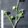 Fotografia 11 da espécie Trifolium tomentosum do Jardim Botânico UTAD