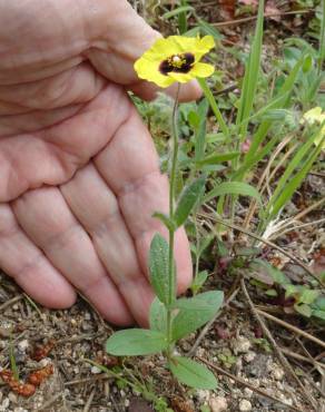 Fotografia 5 da espécie Tuberaria guttata no Jardim Botânico UTAD