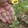 Fotografia 5 da espécie Tuberaria guttata do Jardim Botânico UTAD