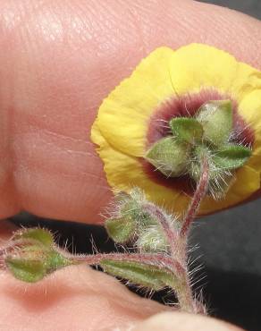 Fotografia 6 da espécie Tuberaria guttata no Jardim Botânico UTAD