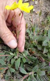 Fotografia da espécie Xolantha tuberaria