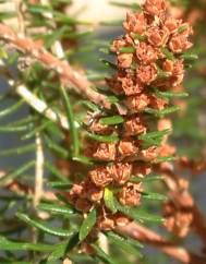 Erica scoparia subesp. scoparia