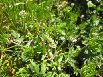 Fotografia da espécie Erodium moschatum