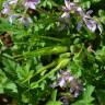 Fotografia 10 da espécie Erodium moschatum do Jardim Botânico UTAD