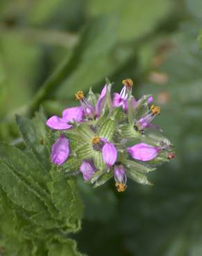 Fotografia 11 da espécie Erodium moschatum no Jardim Botânico UTAD