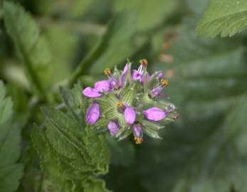 Fotografia da espécie Erodium moschatum