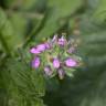 Fotografia 11 da espécie Erodium moschatum do Jardim Botânico UTAD