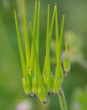 Fotografia 12 da espécie Erodium moschatum no Jardim Botânico UTAD