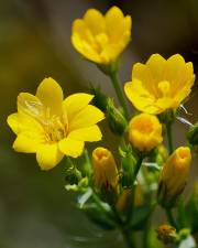 Fotografia da espécie Blackstonia perfoliata