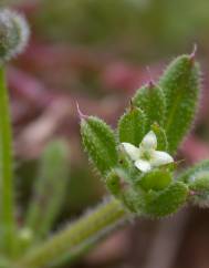 Galium aparine subesp. aparine