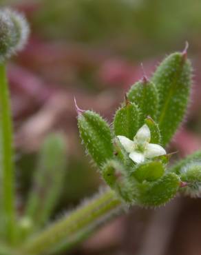 Fotografia 1 da espécie Galium aparine subesp. aparine no Jardim Botânico UTAD