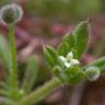 Fotografia 1 da espécie Galium aparine subesp. aparine do Jardim Botânico UTAD