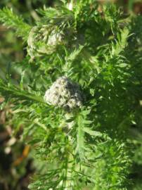 Fotografia da espécie Achillea millefolium subesp. millefolium