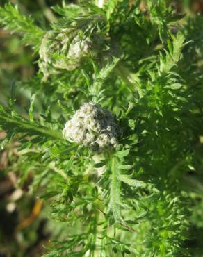 Fotografia 7 da espécie Achillea millefolium subesp. millefolium no Jardim Botânico UTAD