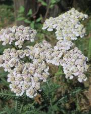 Fotografia da espécie Achillea millefolium