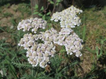 Fotografia da espécie Achillea millefolium subesp. millefolium