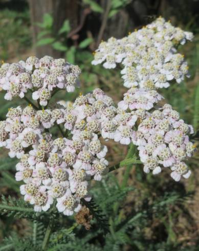 Fotografia de capa Achillea millefolium subesp. millefolium - do Jardim Botânico