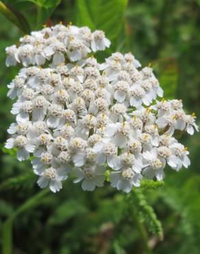 Fotografia 8 da espécie Achillea millefolium subesp. millefolium no Jardim Botânico UTAD