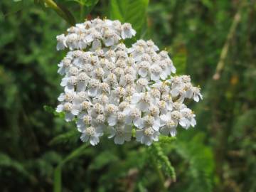 Fotografia da espécie Achillea millefolium subesp. millefolium