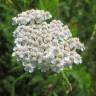 Fotografia 8 da espécie Achillea millefolium subesp. millefolium do Jardim Botânico UTAD