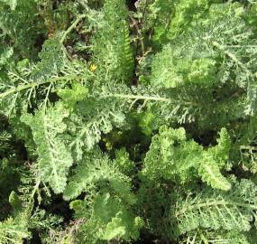 Fotografia da espécie Achillea millefolium subesp. millefolium