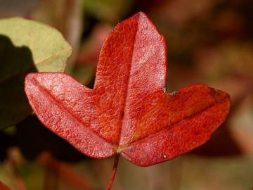 Fotografia da espécie Acer monspessulanum