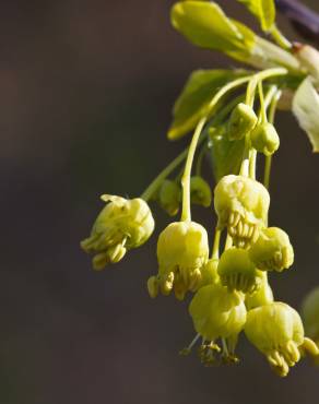 Fotografia 12 da espécie Acer monspessulanum no Jardim Botânico UTAD