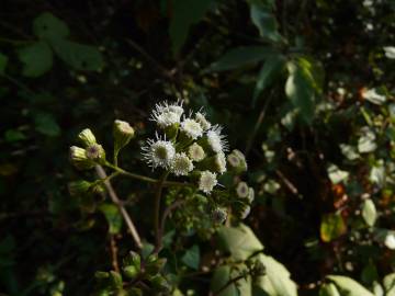 Fotografia da espécie Ageratina adenophora