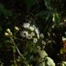 Fotografia 9 da espécie Ageratina adenophora do Jardim Botânico UTAD