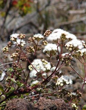 Fotografia 11 da espécie Ageratina adenophora no Jardim Botânico UTAD