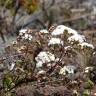 Fotografia 11 da espécie Ageratina adenophora do Jardim Botânico UTAD