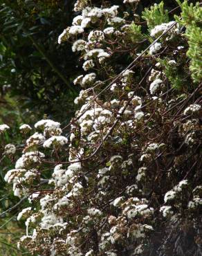 Fotografia 12 da espécie Ageratina adenophora no Jardim Botânico UTAD