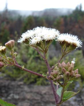 Fotografia 13 da espécie Ageratina adenophora no Jardim Botânico UTAD