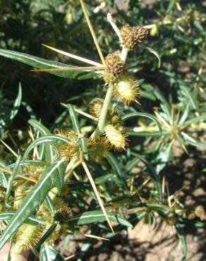 Fotografia 5 da espécie Xanthium spinosum no Jardim Botânico UTAD