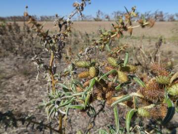 Fotografia da espécie Xanthium spinosum