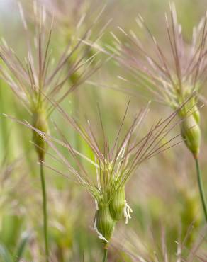 Fotografia 8 da espécie Aegilops geniculata no Jardim Botânico UTAD