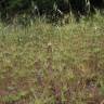 Fotografia 9 da espécie Aegilops geniculata do Jardim Botânico UTAD