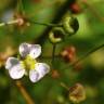 Fotografia 7 da espécie Alisma lanceolatum do Jardim Botânico UTAD