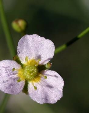 Fotografia 10 da espécie Alisma lanceolatum no Jardim Botânico UTAD