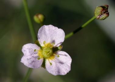 Fotografia da espécie Alisma lanceolatum