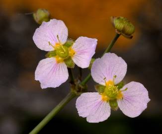 Fotografia da espécie Alisma lanceolatum