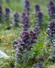 Fotografia da espécie Ajuga pyramidalis