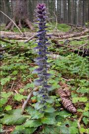 Fotografia da espécie Ajuga pyramidalis subesp. meonantha