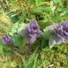 Fotografia 6 da espécie Ajuga pyramidalis subesp. meonantha do Jardim Botânico UTAD