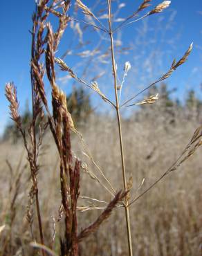 Fotografia 3 da espécie Agrostis stolonifera no Jardim Botânico UTAD