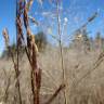 Fotografia 3 da espécie Agrostis stolonifera do Jardim Botânico UTAD