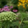 Fotografia 5 da espécie Ammi visnaga do Jardim Botânico UTAD