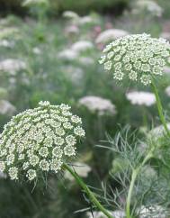 Ammi visnaga